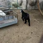 تيس عارضي فل شحم
