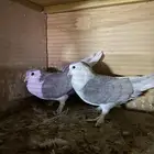 ازواج حمام