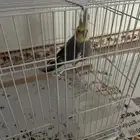 طير كروان غير اليف يحب يرقص
