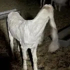 العرض الاول 5 مواعز بفحلها الثاني عنز سدس معها تيس وجفره