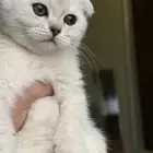 انثى سكوتش سلفر