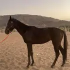حصان انجليزي ادهم للبيع