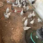 للبيع صيصان قولد آلمينوم
