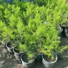 شتلات سرو عطري ( ليموني )