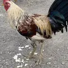 ديك ودجاجه بلدي