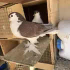 جوز حمام لاهوري او شيرازي بفروخه