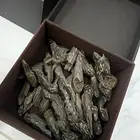 عود كلمنتان سوبر العربية للعود
