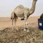 قعود حق باتلي على خزام الجافل