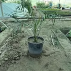 نخل فونيكس