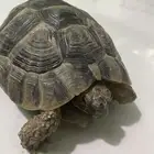 سلحفاة - سلاحف