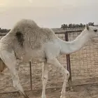 قعدان