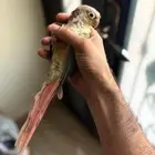 كنيور اناناس