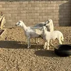 حريات للبيع