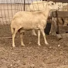 حيل الحيل رفيديه