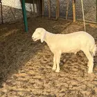 تمم البيع خارج الموقع