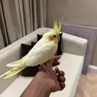 ببغاء كرون أليف