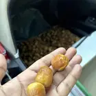 أنواع التمور فاخره وملكي مفتل وجلكسي ومناضيف