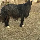 خروف نجدي مشروط