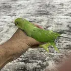 فرخ دره للبيع على السوم
