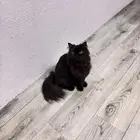 قطو ألون اسود