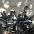 فراخه بط مصري