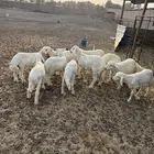 بهم حري تم البيع