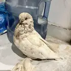 حمامه للبيع