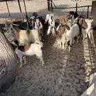القاعه