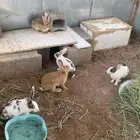 ارانب للبيع