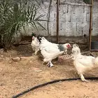 دجاج براهما