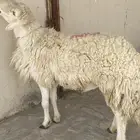 فحل مشروط سنه رباع