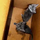 قطط للتبني