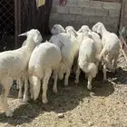 خرفان كفووو فل القفل