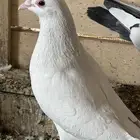 Male white umar breed 50 Riyal