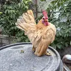 ديك سيراما الماليزي للبيع