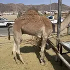 للبيع القعدان الكفو للمبادي وزواجات