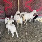 للبيع رفيد
