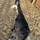 تيس. مخصي