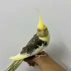 ببغاء كروان او كوكتيل اليف للبيع