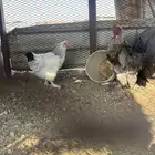 دجاج براهما 2 ديك 1دجاجه الصحه شرط