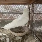 ذكر مصري