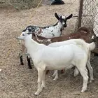 تيوس ثلاجه للبيع بلدي