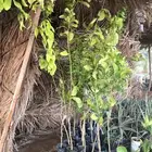 اشجار حمضيات