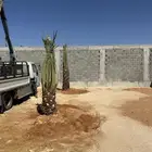 نخل الخرج واشيقر