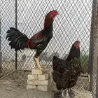 ديك باكستاني ودجاجه براهما