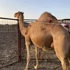 خلفه حمراء ساحله منيحه ناقه فروع وتحته بكره طيبه الحد11500
