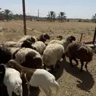 ذبائح طليان تيوس