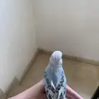 بادجي اليف