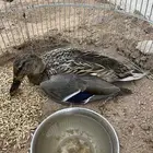 بطه للبيع صويب جناح