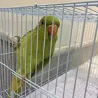 عصفور الدره